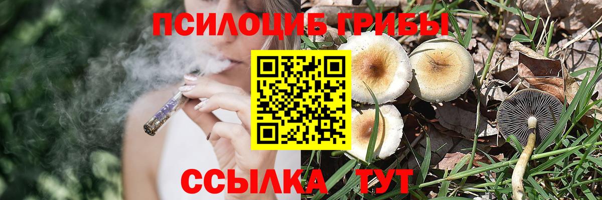 Псилоцибиновые грибы Psilocybine cubensis Новочеркасск